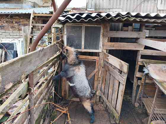 Продаются козы Донецк