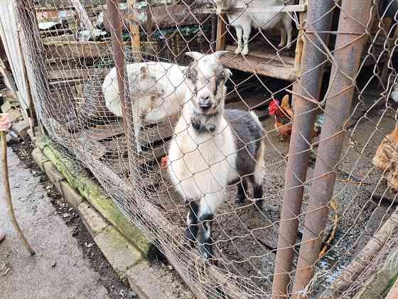 Продаются козы Донецк