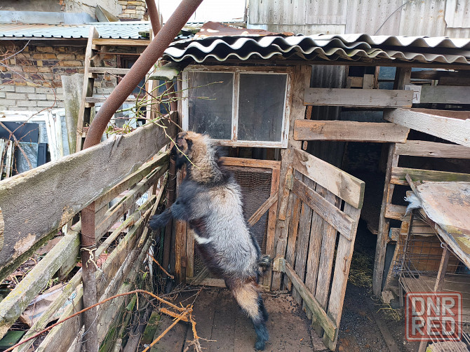 Продаются козы Донецк - изображение 2