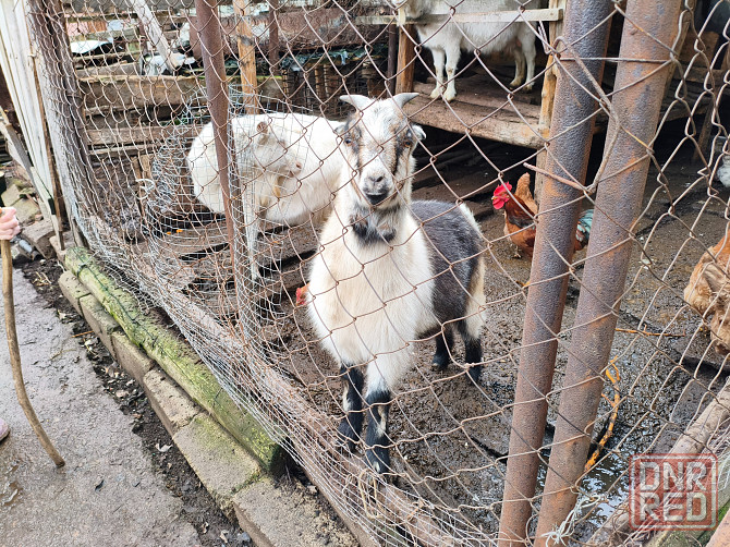 Продаются козы Донецк - изображение 1