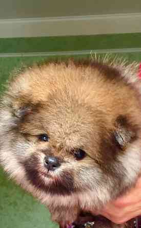 Малыш померанского шпица 2 мес. Донецк