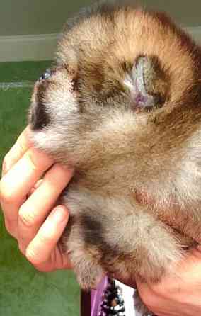 Малыш померанского шпица 2 мес. Донецк