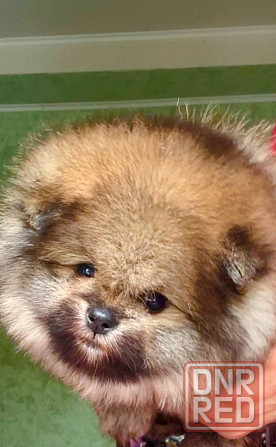 Малыш померанского шпица 2 мес. Донецк - изображение 2