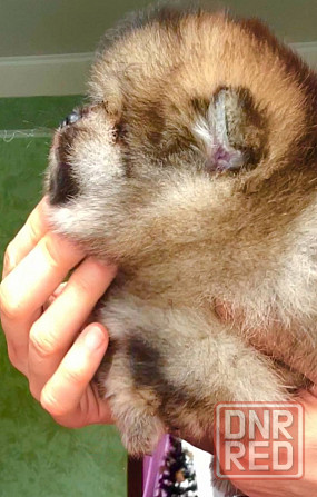 Малыш померанского шпица 2 мес. Донецк - изображение 1