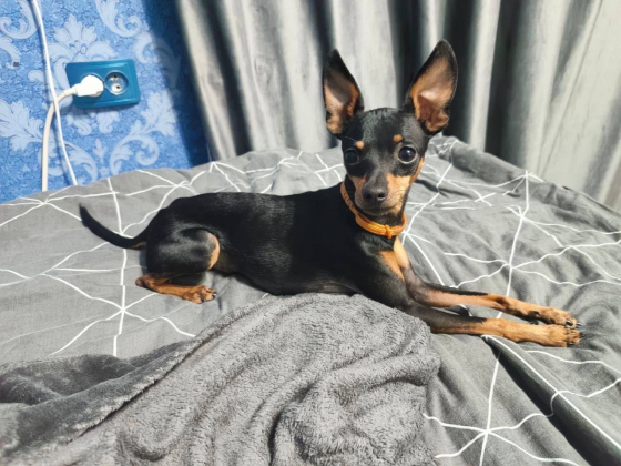 Щенки мини той-терьера Макеевка