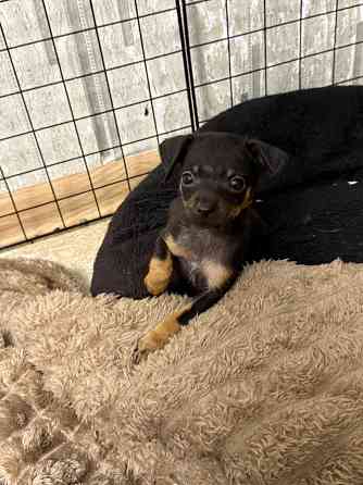 Щенки мини той-терьера Макеевка