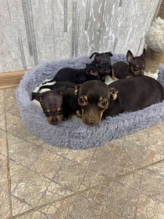 Щенки мини той-терьера Макеевка