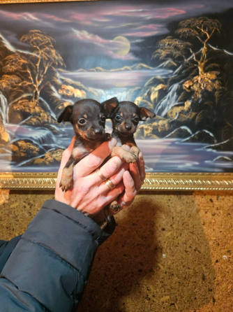 Щенки мини той-терьера Макеевка