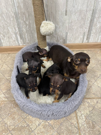 Щенки мини той-терьера Макеевка