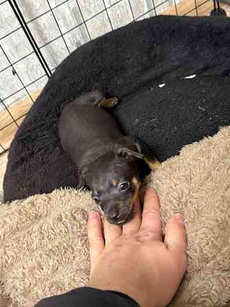 Щенки мини той-терьера Макеевка