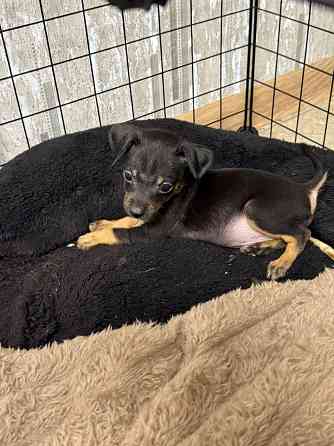 Щенки мини той-терьера Макеевка