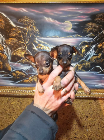 Щенки мини той-терьера Макеевка