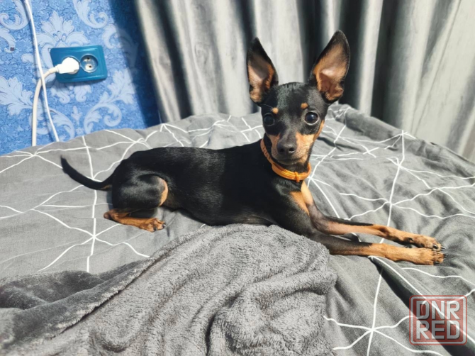 Щенки мини той-терьера Макеевка - изображение 5