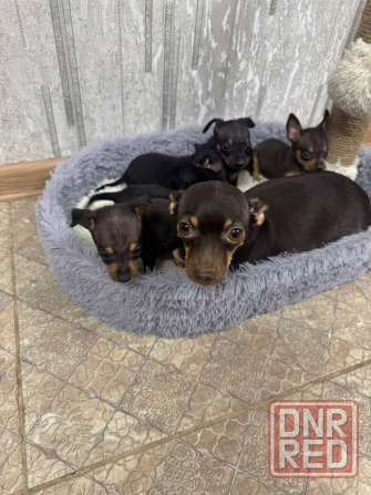 Щенки мини той-терьера Макеевка - изображение 2