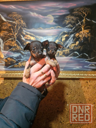 Щенки мини той-терьера Макеевка - изображение 4