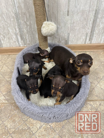 Щенки мини той-терьера Макеевка - изображение 1