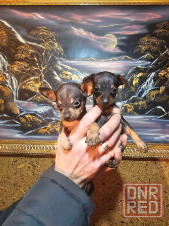 Щенки мини той-терьера Макеевка - изображение 3