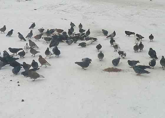 Что "Калоши" об Солнце смс Донецк