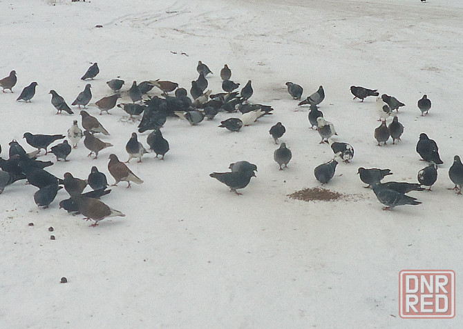 Что "Калоши" об Солнце смс Донецк - изображение 1