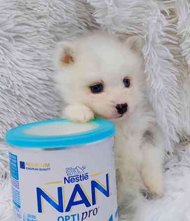 Мальчик породы помски Крис с доставкой лично в руки. Донецк