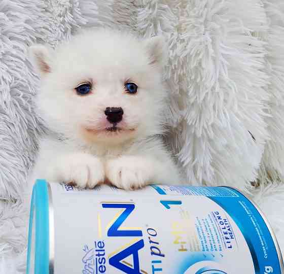 Мальчик породы помски Крис с доставкой лично в руки. Донецк