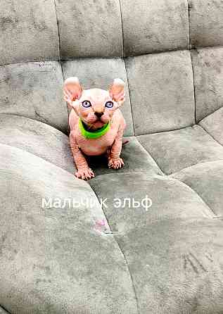 Канадские сфинксы, Эльфы Донецк