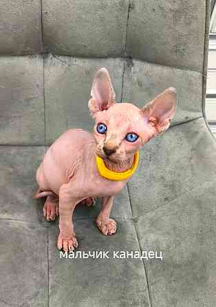 Канадские сфинксы, Эльфы Донецк