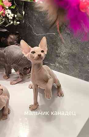 Канадские сфинксы, Эльфы Донецк