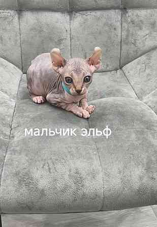 Канадские сфинксы, Эльфы Донецк