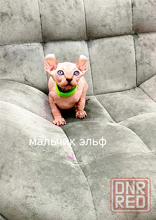 Канадские сфинксы, Эльфы Донецк - изображение 1