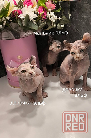 Канадские сфинксы, Эльфы Донецк - изображение 5