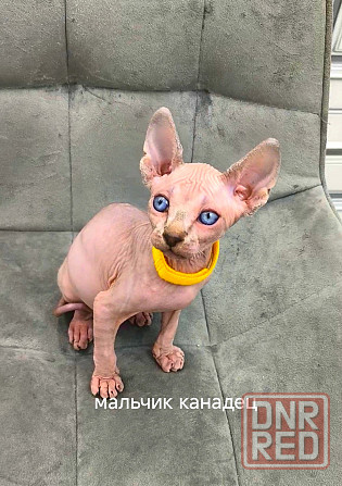 Канадские сфинксы, Эльфы Донецк - изображение 2