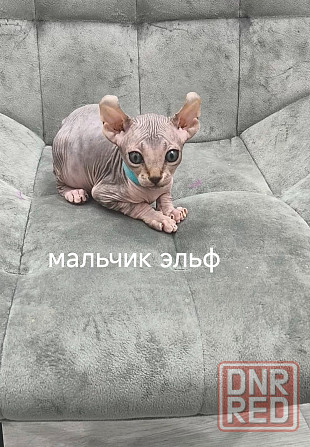 Канадские сфинксы, Эльфы Донецк - изображение 3