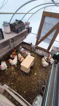 Продам петухов брама Донецк