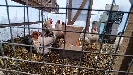 Продам петухов брама Донецк