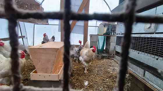 Продам петухов брама Донецк