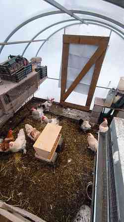 Продам петухов брама Донецк