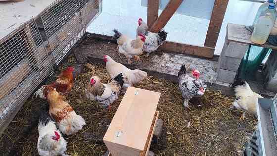 Продам петухов брама Донецк