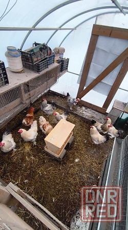 Продам петухов брама Донецк - изображение 1