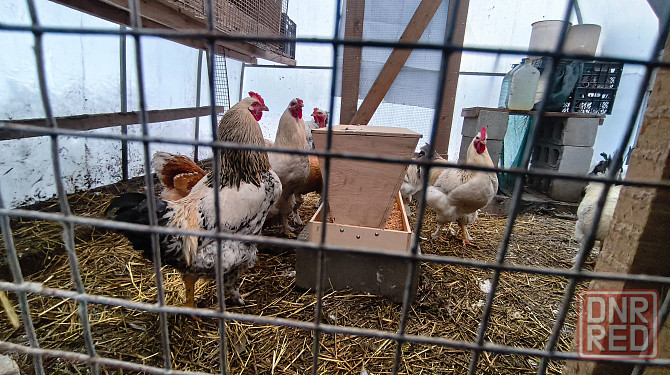 Продам петухов брама Донецк - изображение 4