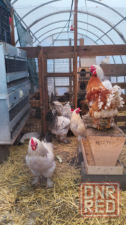 Продам петухов брама Донецк - изображение 7