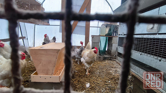 Продам петухов брама Донецк - изображение 3