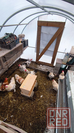 Продам петухов брама Донецк - изображение 2