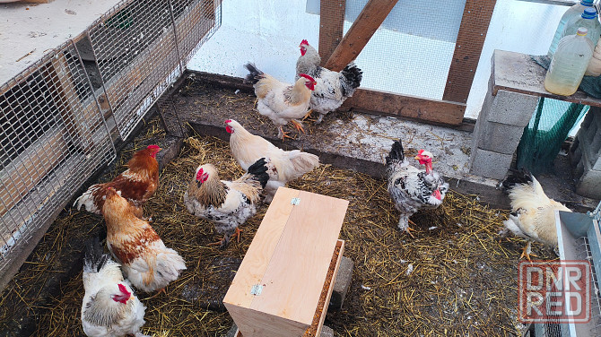 Продам петухов брама Донецк - изображение 5