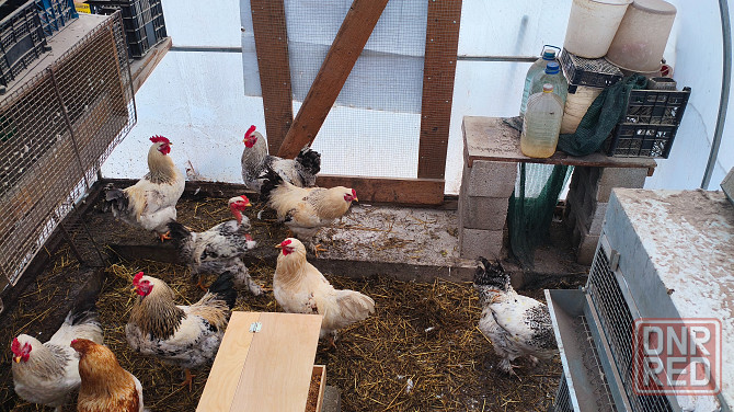 Продам петухов брама Донецк - изображение 6