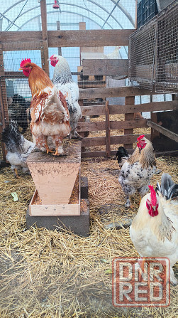 Продам петухов брама Донецк - изображение 8