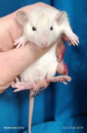 Дамбо мальчик к новому году Макеевка