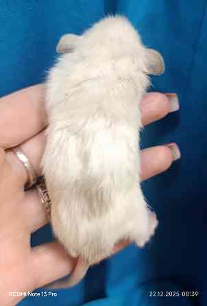 Дамбо мальчик к новому году Макеевка