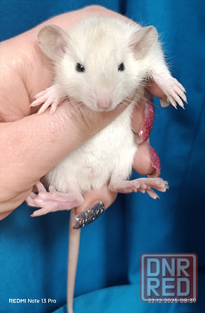 Дамбо мальчик к новому году Макеевка - изображение 1