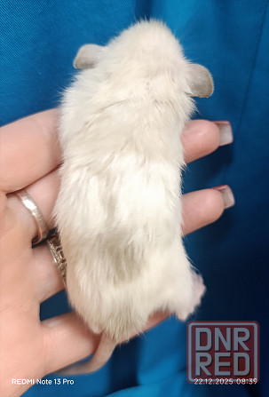 Дамбо мальчик к новому году Макеевка - изображение 2